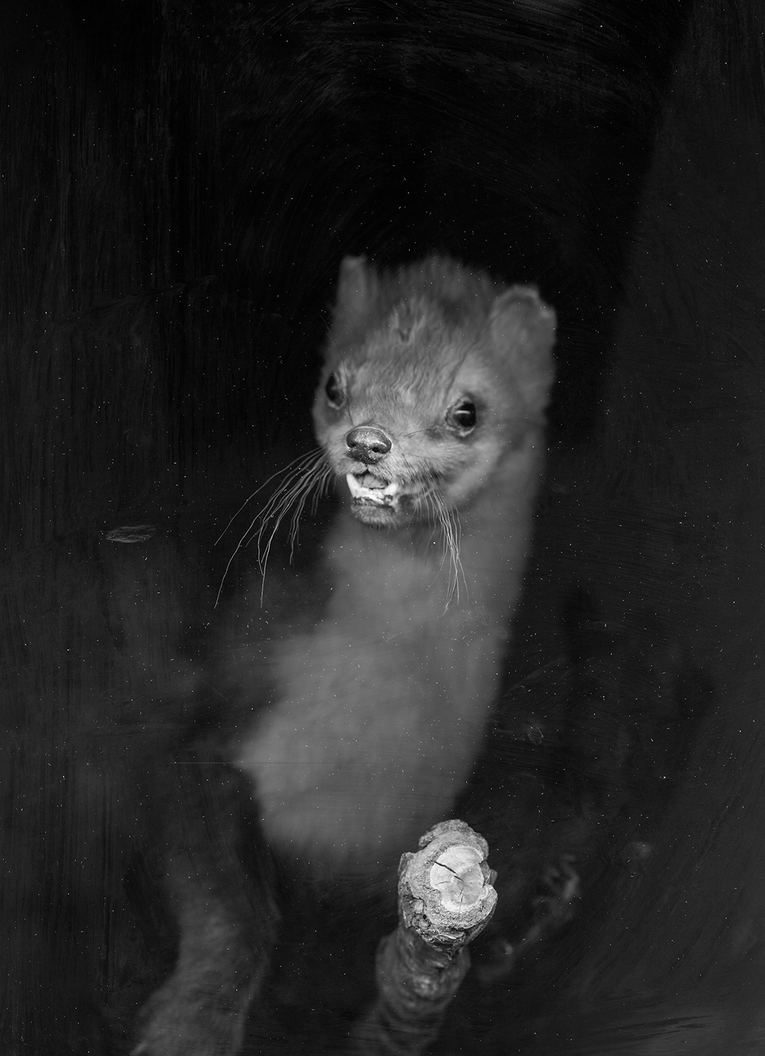 Animalia Variabilis - 1 by enikő hodosy
