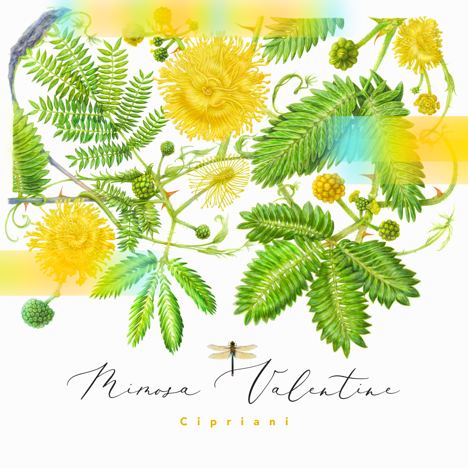 Mimosa LPbor&iacute;t&oacute; - 1 by Nagy Lantos Marianna