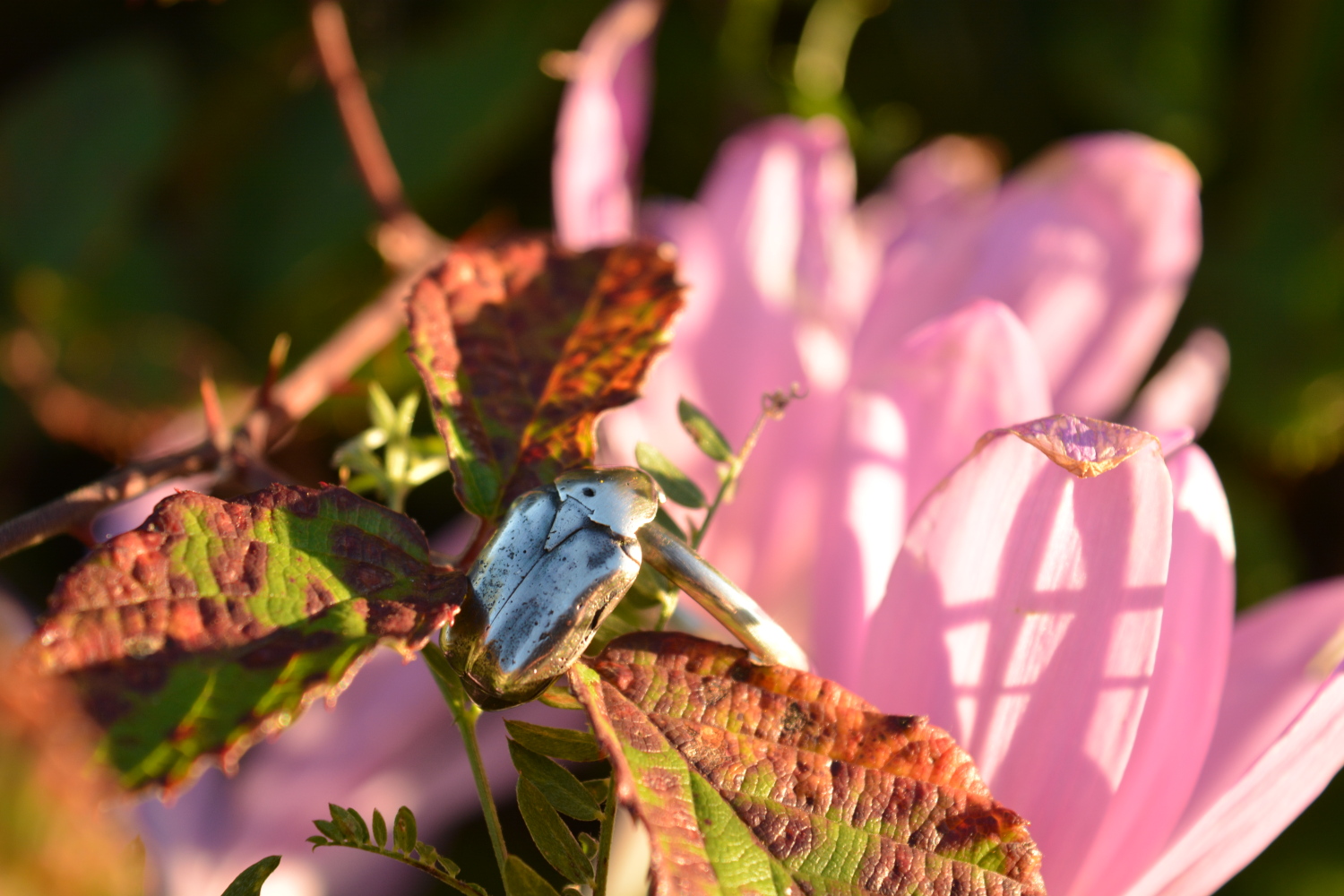 ​Sweet Coleoptera - 1 by Pető Henrietta