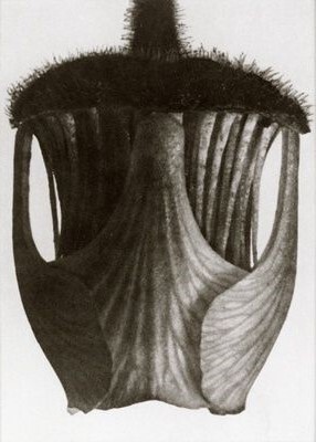 Blossfeldt lamp - 1 by B.Horv&aacute;th Brigitta