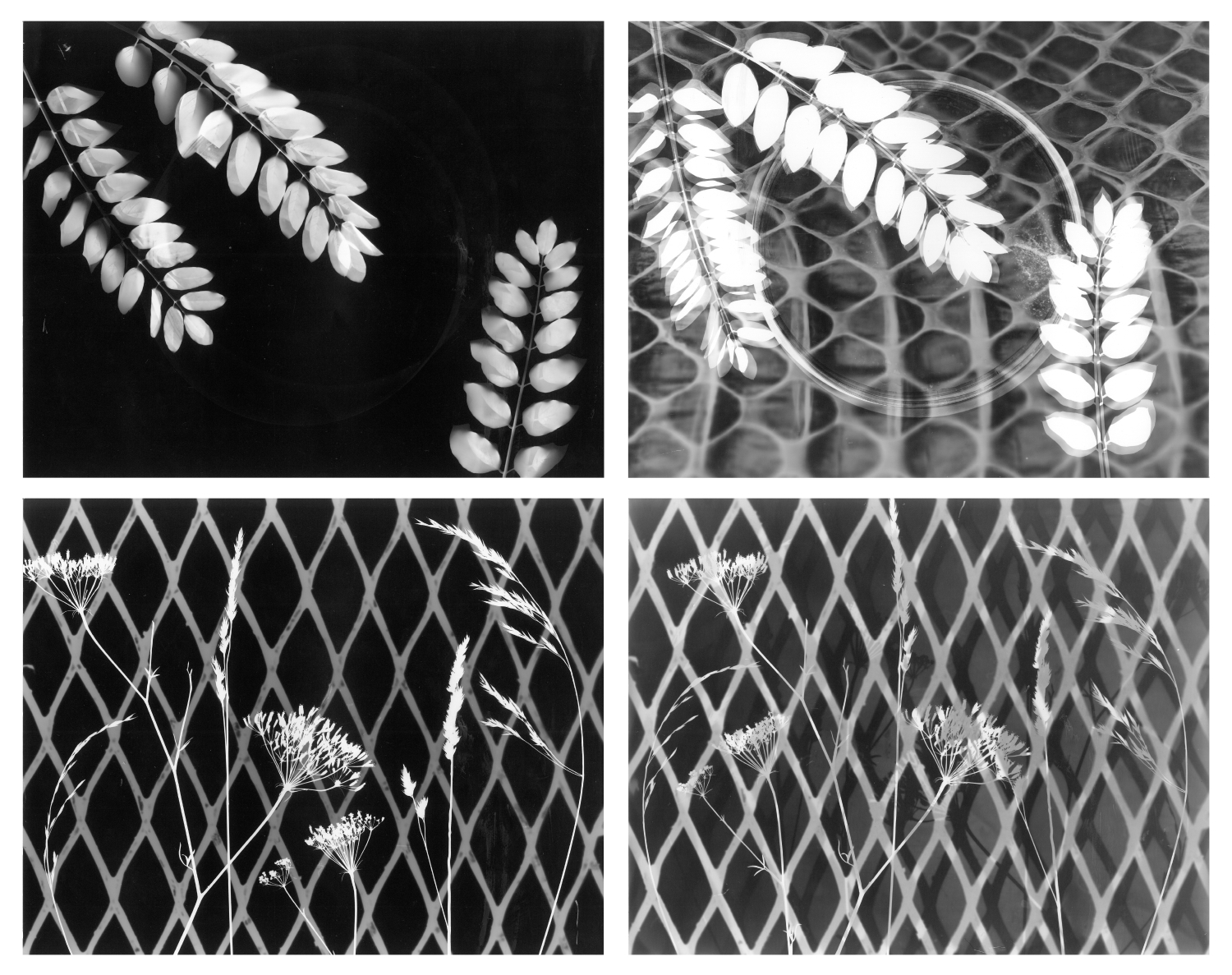 Visnyogram &ndash; Fotogram k&iacute;s&eacute;rletek - 1 by T&aacute;las Wanda