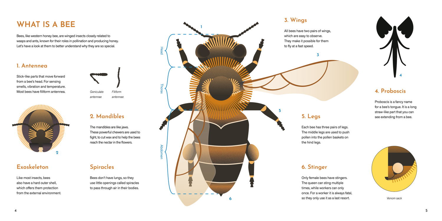 Bee Smart - Ismeretterjesztő k&ouml;nyv - 1 by Tar Tibor