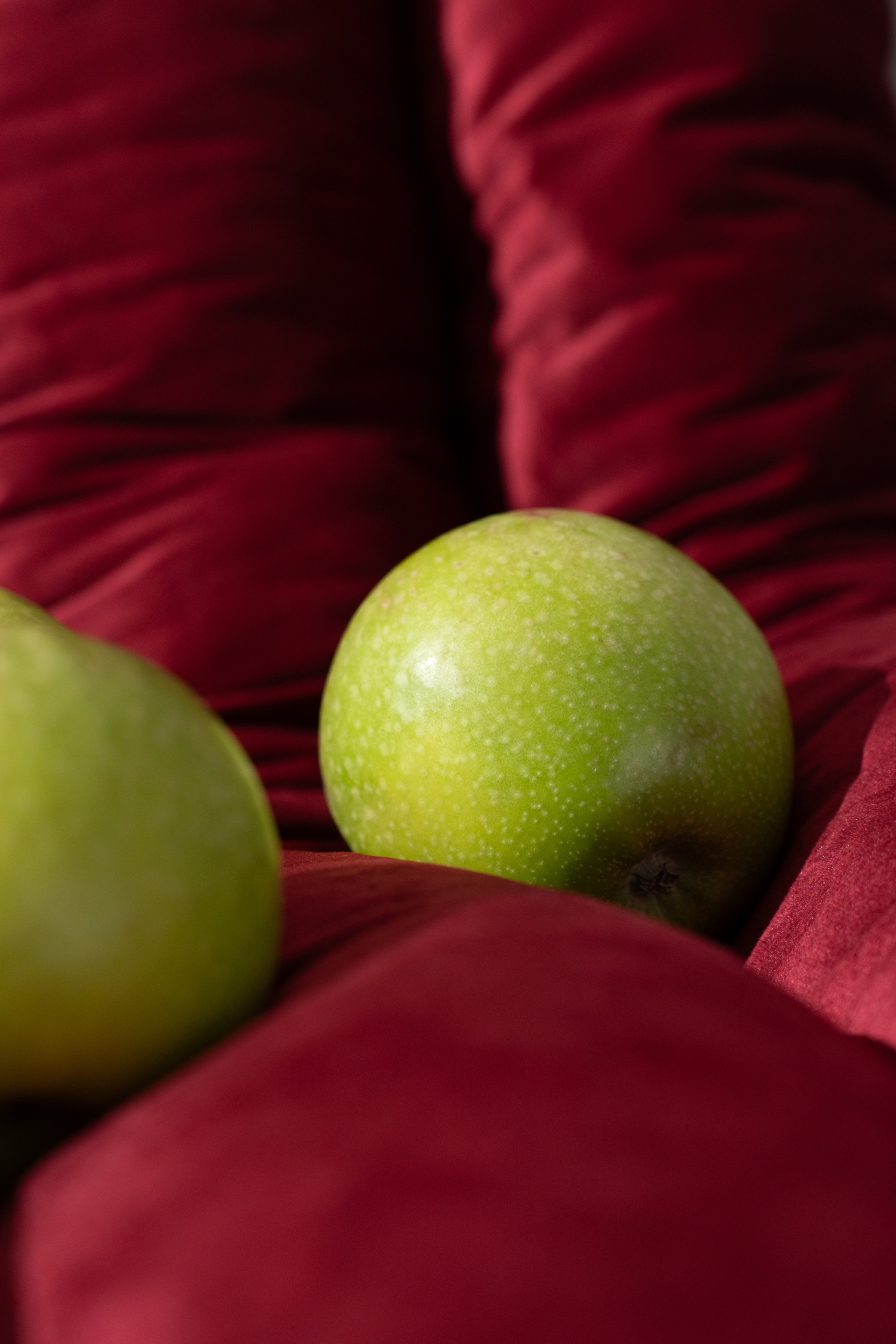 MOPS. - 1 by Őri Panna