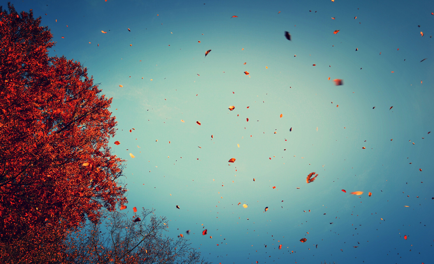 many - 1 by palinta