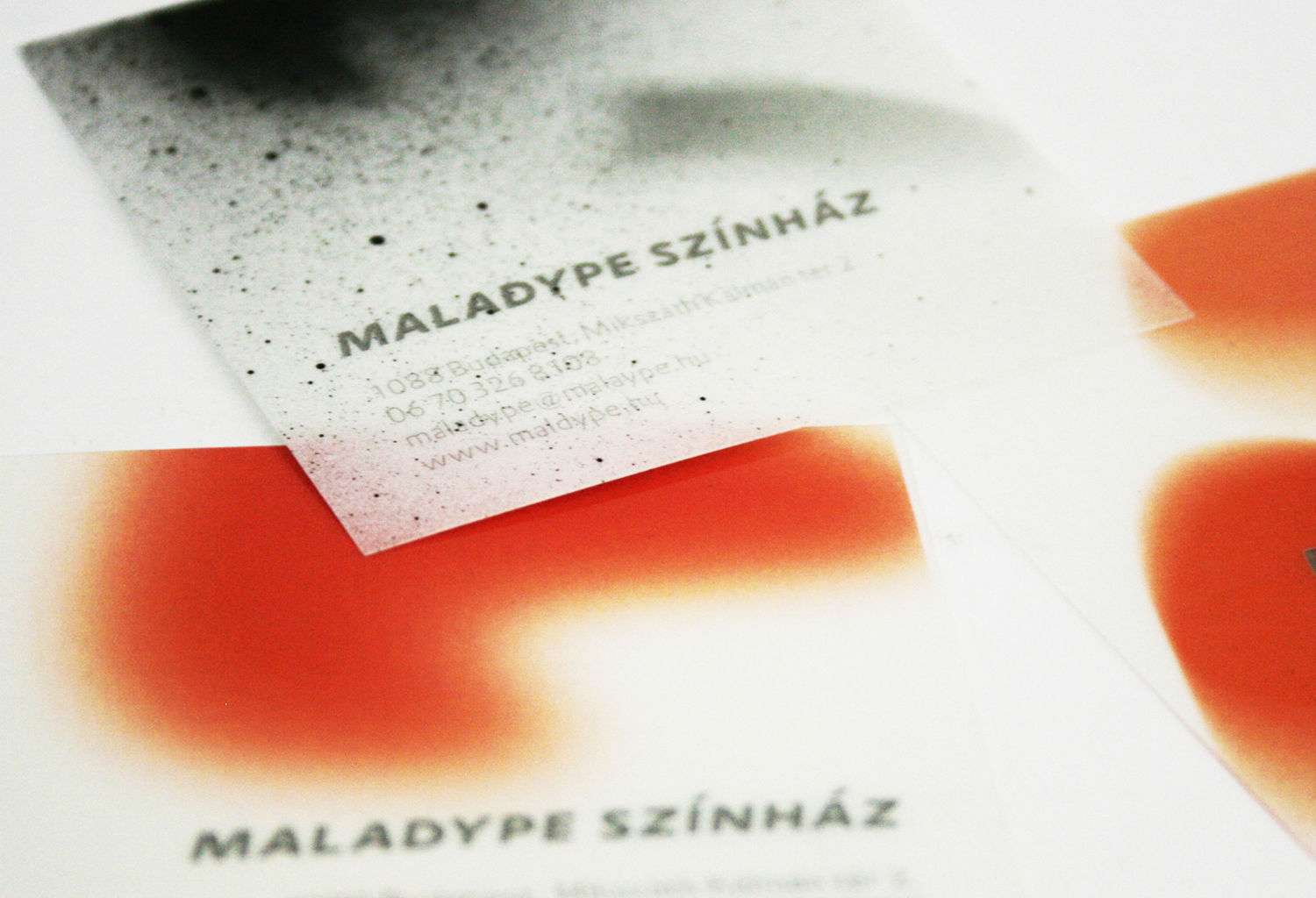 Maladype Sz&iacute;nh&aacute;z experiment&aacute;lis arculata - 1 by Sztrany&aacute;k Zs&oacute;fia