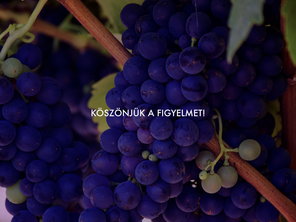 Szeksz&aacute;rdi Borvid&eacute;k Arculat 2. - 1 by UniqueField Communications
