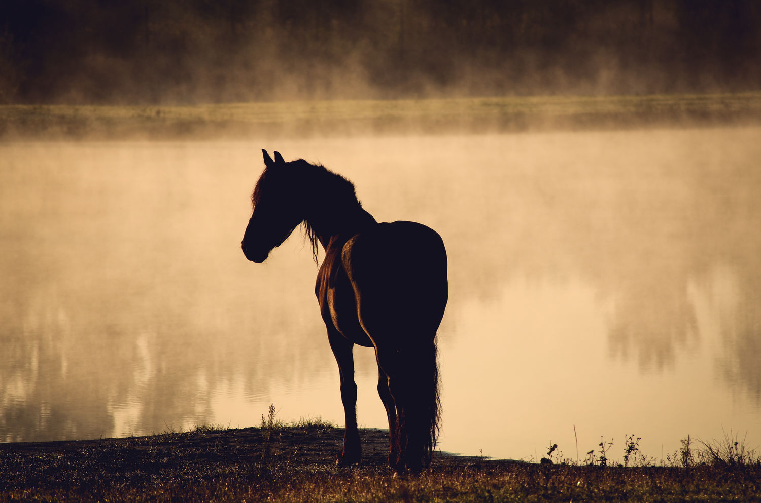The stallion - 1 by Courgette