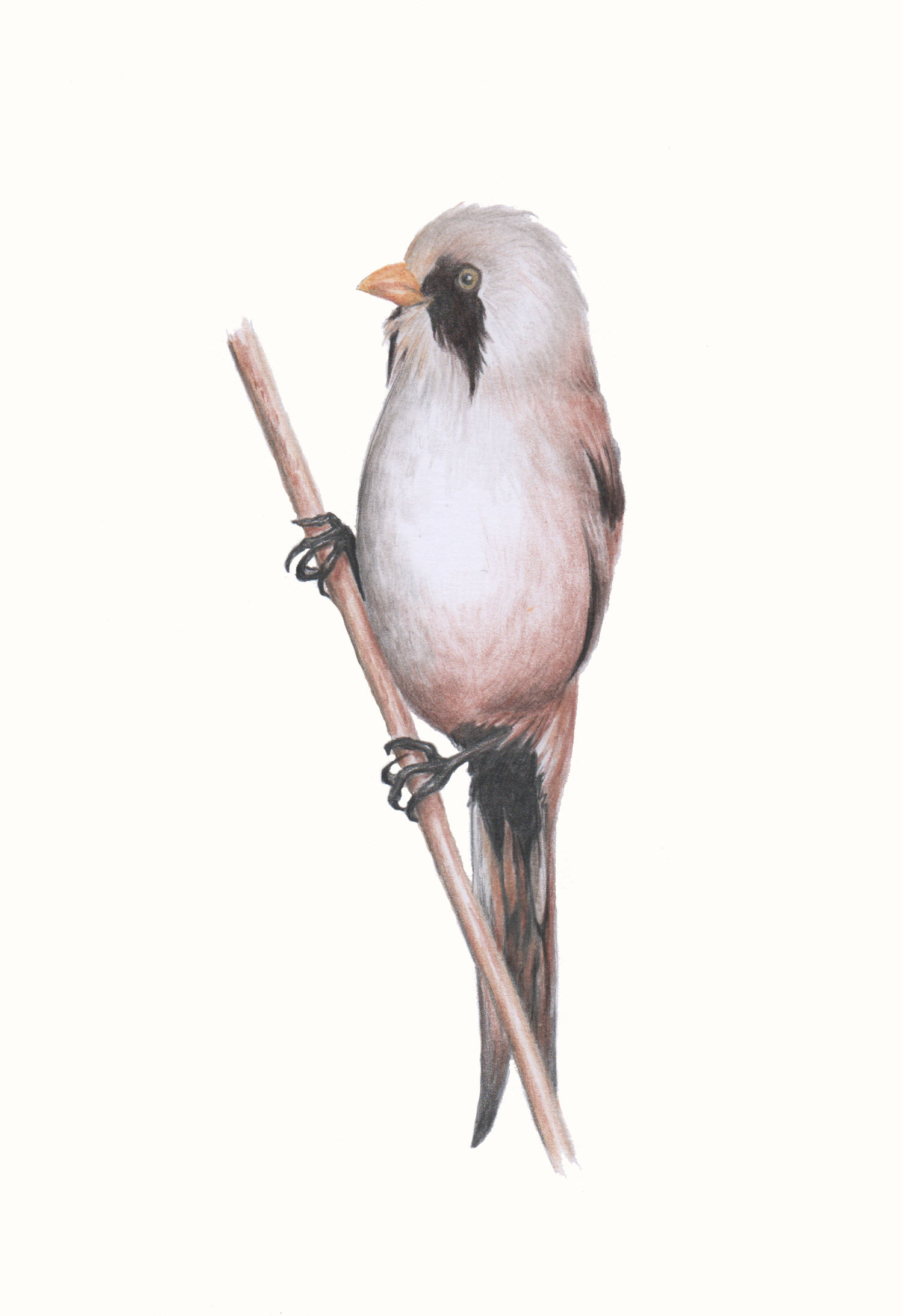 &Aacute;llatk&eacute;pek - 1 by Moln&aacute;rn&eacute; L&eacute;n&aacute;rd &Eacute;va