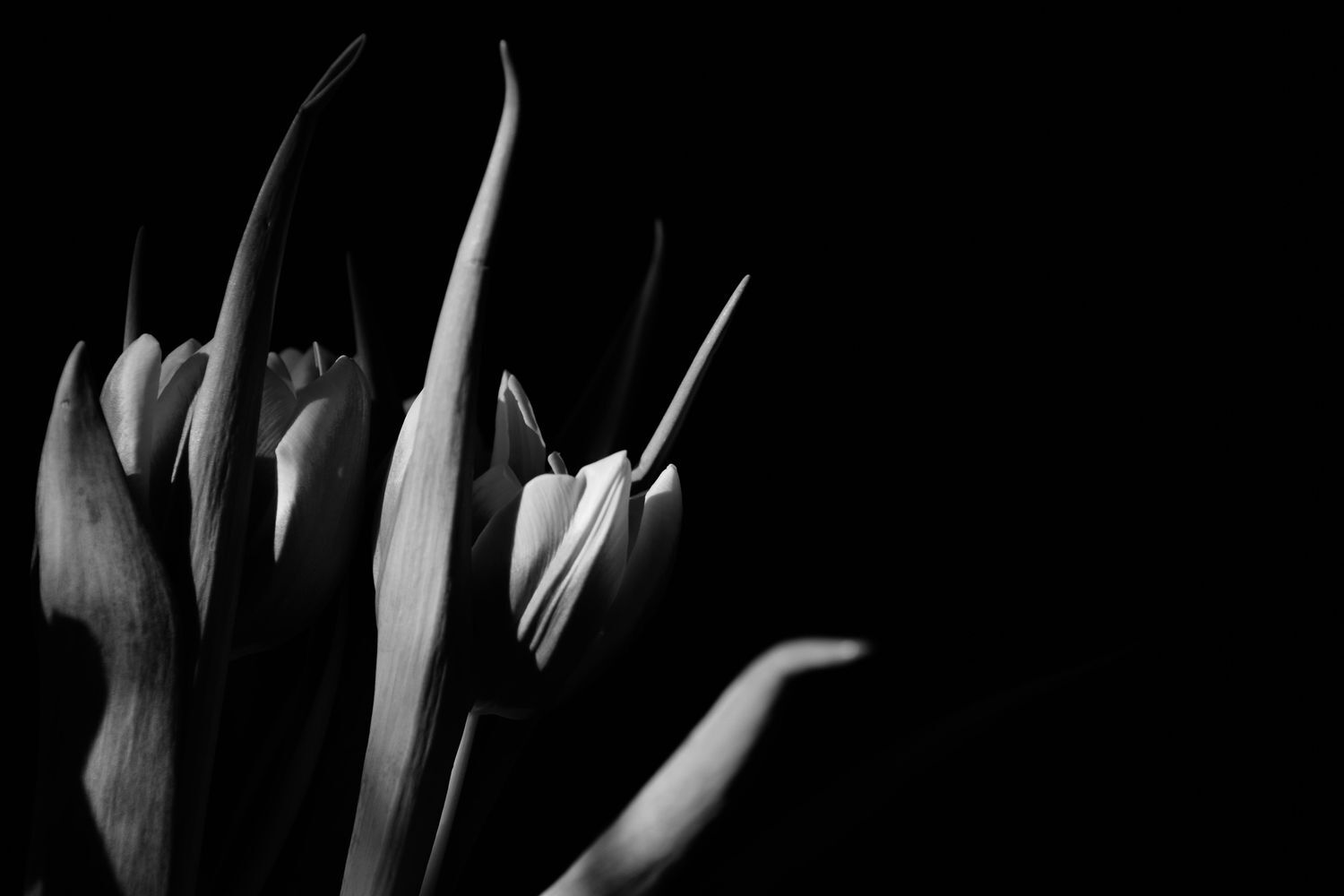 Tulip&aacute;nok - 1 by Szab&oacute; Krisztina