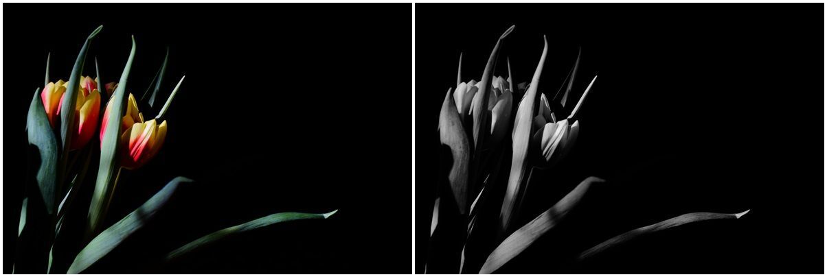 Tulip&aacute;nok - 1 by Szab&oacute; Krisztina