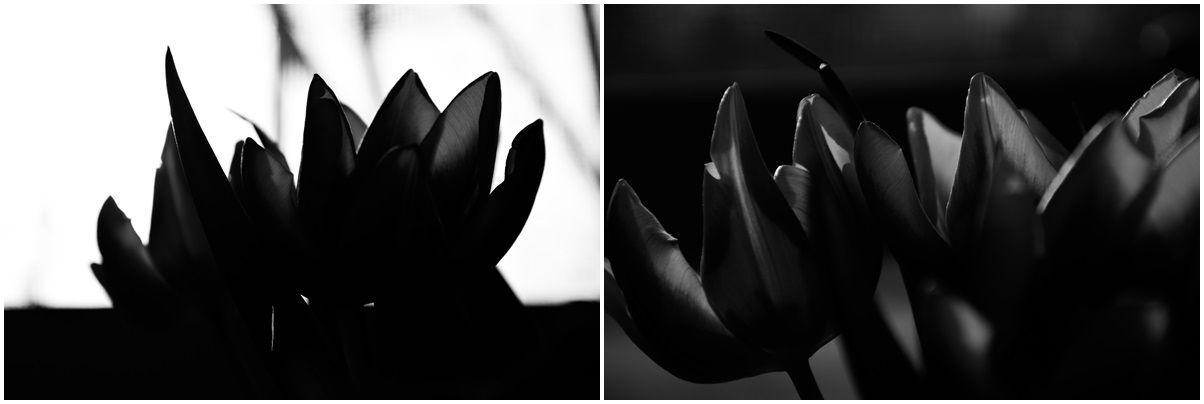Tulip&aacute;nok - 1 by Szab&oacute; Krisztina