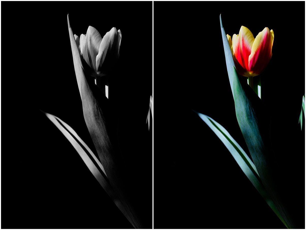 Tulip&aacute;nok - 1 by Szab&oacute; Krisztina
